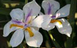 Những bí quyết để tránh cơn hen, dị ứng